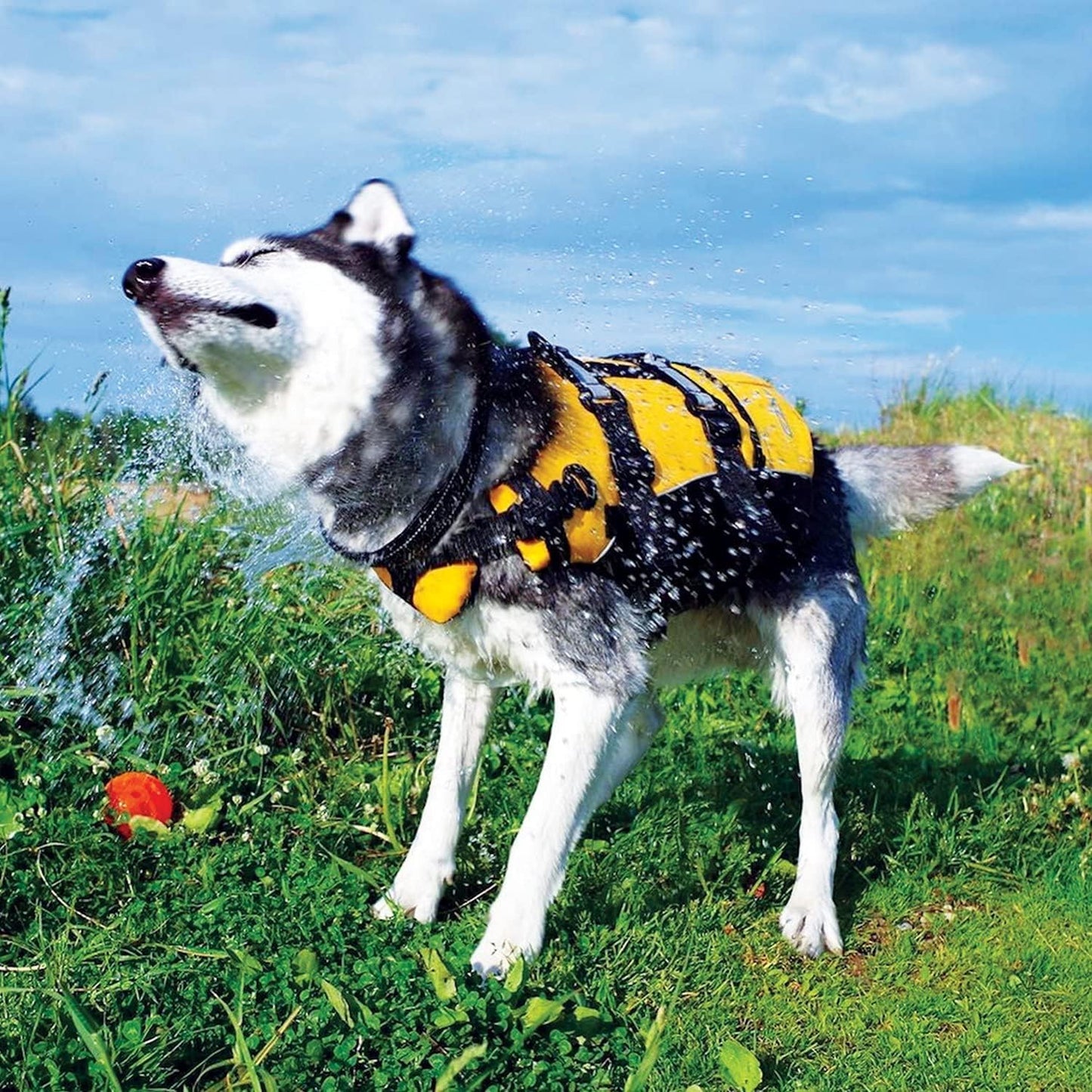 DFD Dog Life Jacket - Premium Adjustable Safety Vest with Reflective Trim & Enhanced Flotation for Small Breeds - Perfect for Water Adventures!