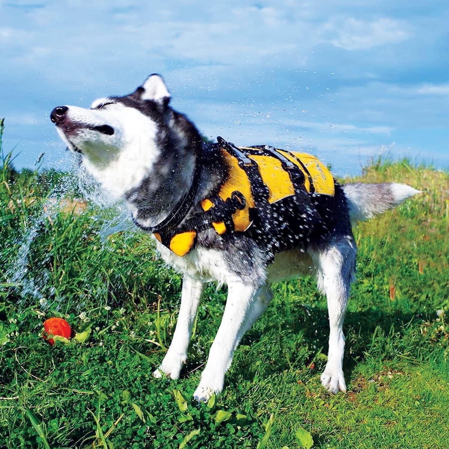 DFD Dog Life Jacket - Premium Adjustable Safety Vest with Reflective Trim & Enhanced Flotation for Small Breeds - Perfect for Water Adventures!